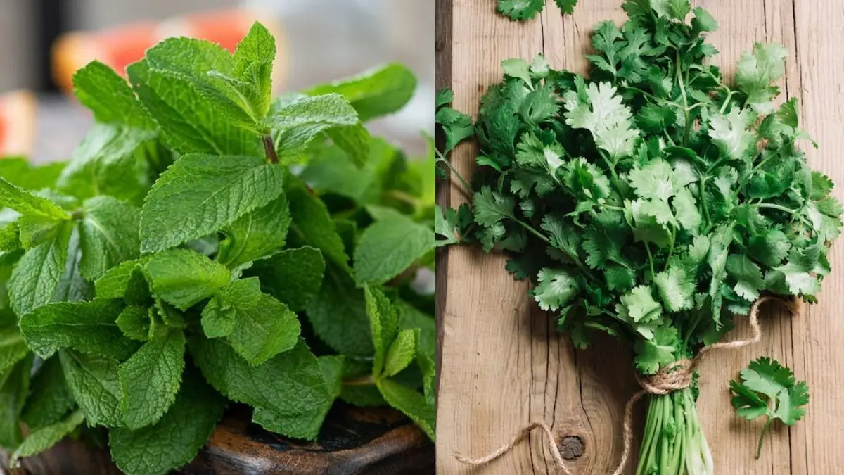 Dhaniya Pudina Storage Tips: गर्मी में भी हफ्तों तक नहीं सूखेगा धनिया-पुदीना, बस जान लें स्टोर करने का यह सही तरीका how-to-store-dhaniya-pudina-long-time-to keep fresh-green coriander and mint storage tips