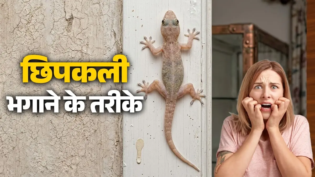Lizard Removal Tips: सिर्फ 5 रुपये के इस पाउच से घर से गायब हो जाएंगी छिपकली, बस एक बार बनाकर देखें यह घरेलू स्प्रे Lizard Removal Tips