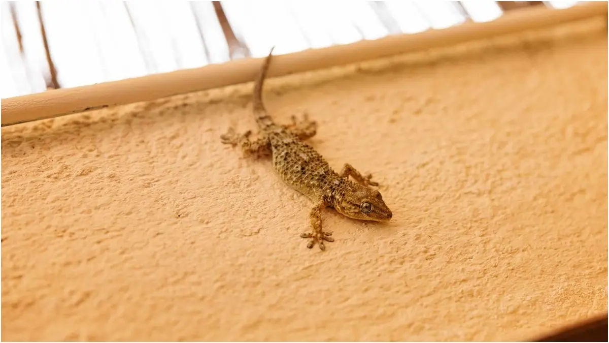 How To Keep Lizards Away From Your Home During Summers Without Using Chemicals? Lizards linger around the home and kitchen area and make food items unhygienic to consume