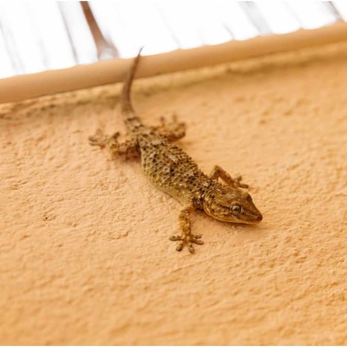 Lizards linger around the home and kitchen area and make food items unhygienic to consume