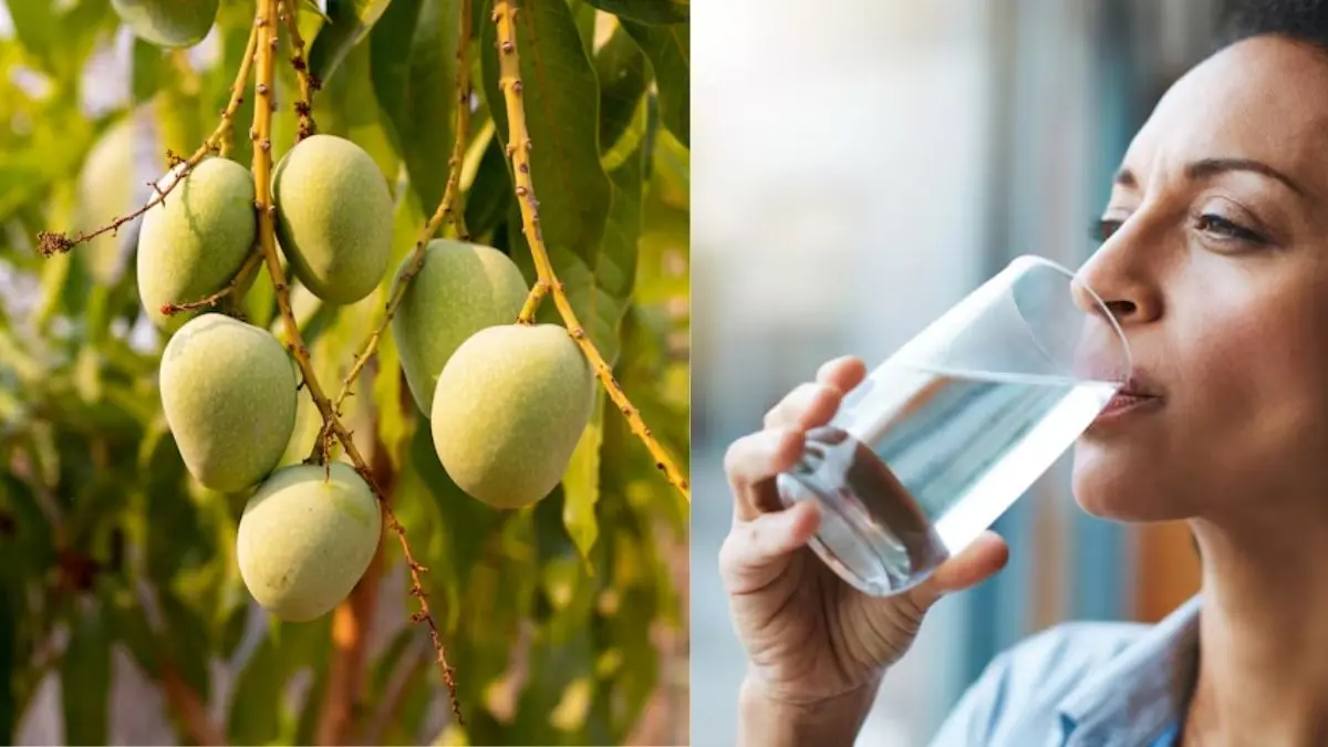 Mango Health Tips: आम खाने के बाद पानी पीना चाहिए या नहीं... क्या होता है नुकसान? Mango Health Tips