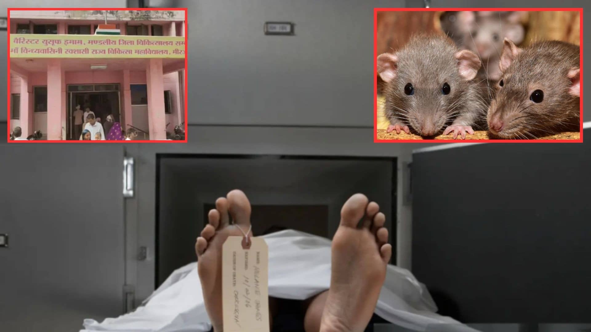 mirzapur rats ate dead body kept in government hospital mortuary family protest 