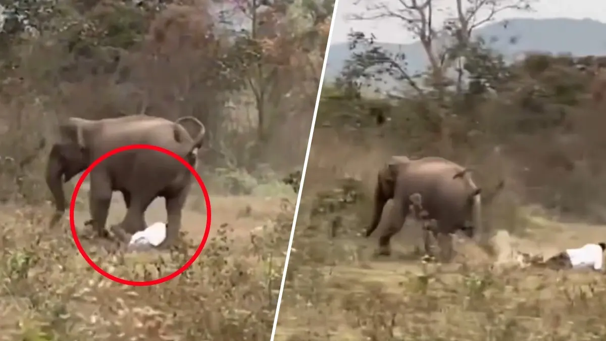 Odisha: Man Miraculously Survives And Walks Away From Elephant's Foot In Dhenkanal | WATCH Odisha: Man Miraculously Survives And Walks Away From Elephant's Foot In Dhenkanal, Video Goes Viral | WATCH
