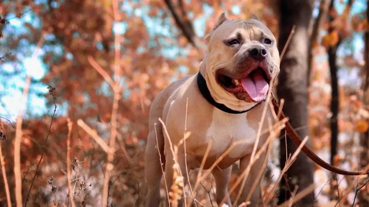 Pet Pitbull Unleashed on Constable During Probe, Mother-Daughter Locked Themselves Inside House Pet Pitbull Unleashed on Constable During Probe, Mother-Daughter Locked Themselves Inside House
