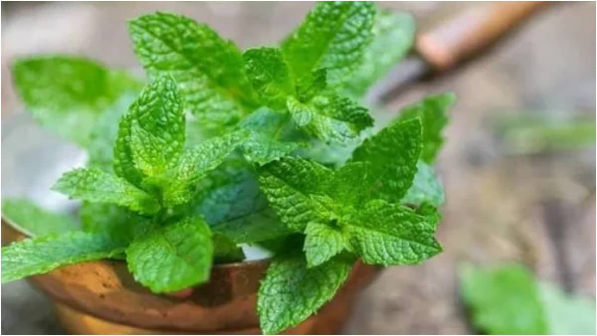 Pudina or mint leaves are used in various summer drinks like chaas and aam panna