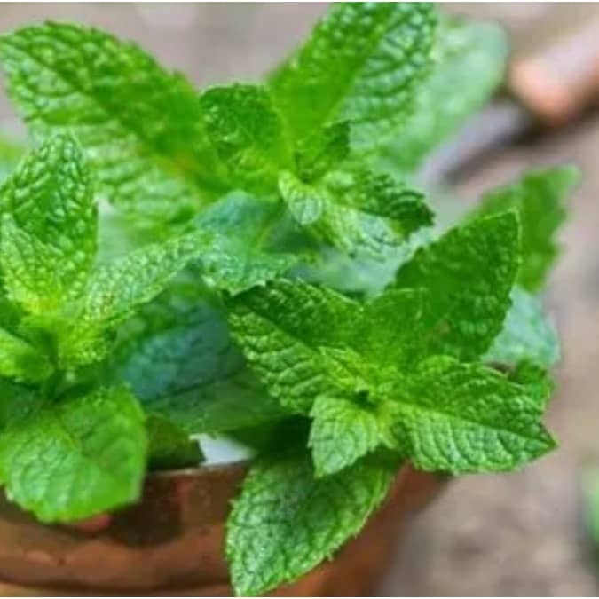 Pudina or mint leaves are used in various summer drinks like chaas and aam panna