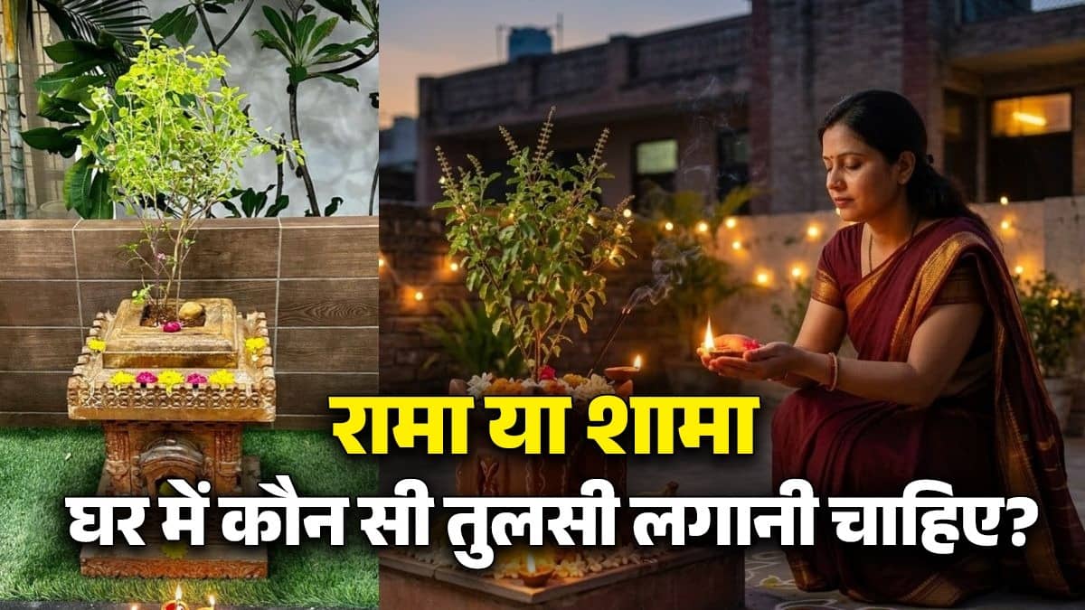 rama or shama which tulsi plant is best for happy home know vastu tips for basil plant maa tulsi ke niyam puja upay dosh benefits 