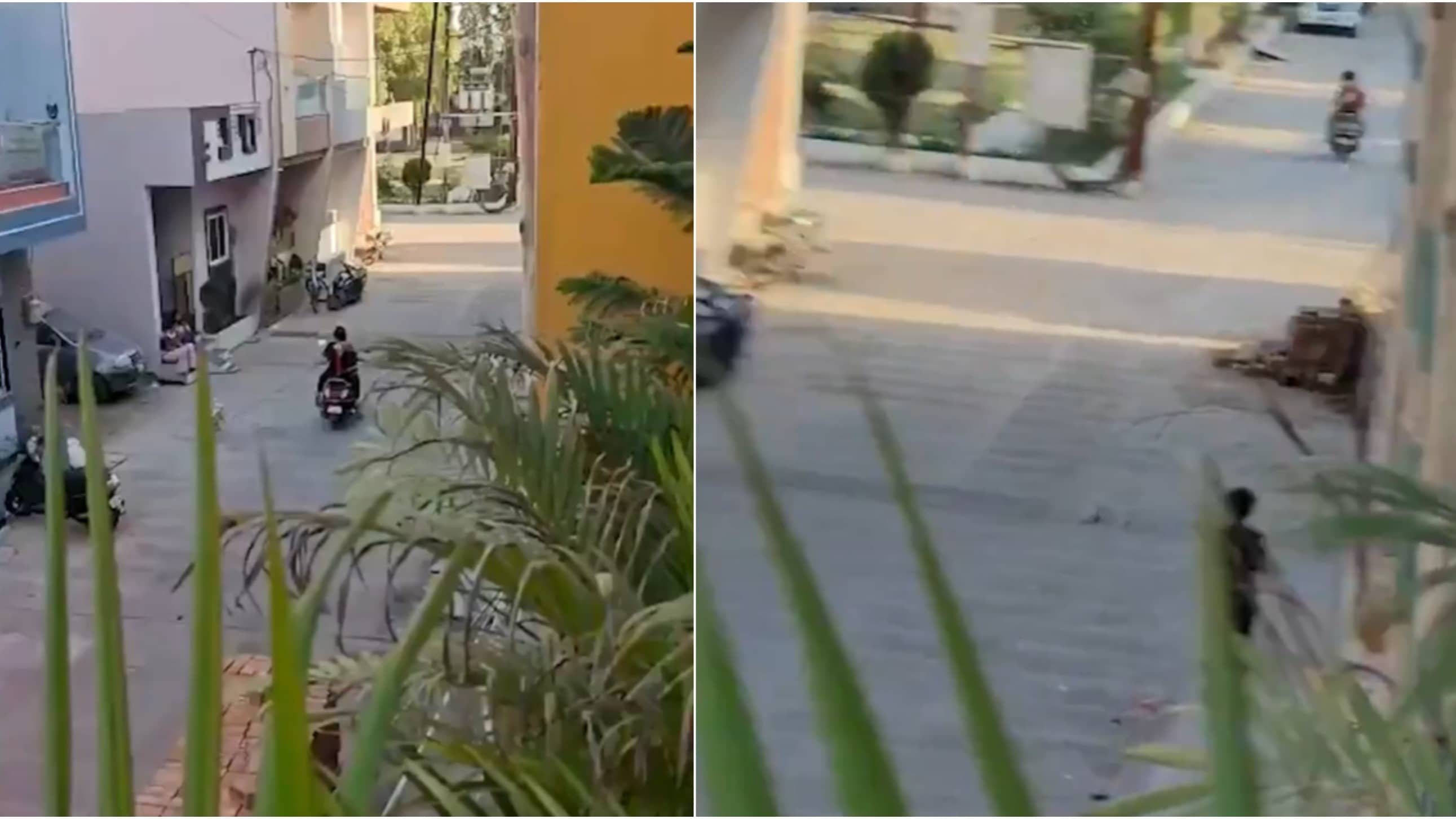 Ratlam Horror: Viral Video Shows Puppy Tied To Scooty, Mercilessly Dragged On Road By 2 Women