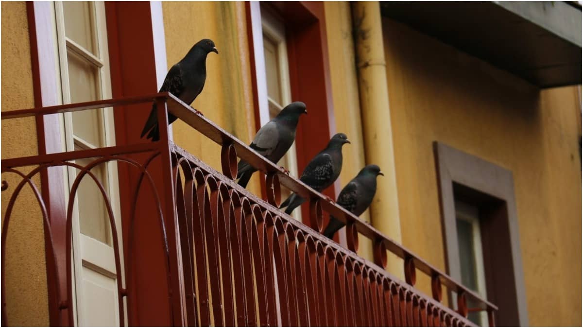 Rock pigeons perch and even nest in balconies and other cramped up spaces in homes