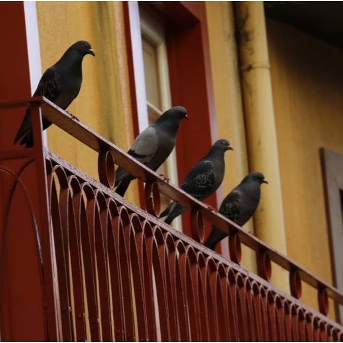 Rock pigeons perch and even nest in balconies and other cramped up spaces in homes