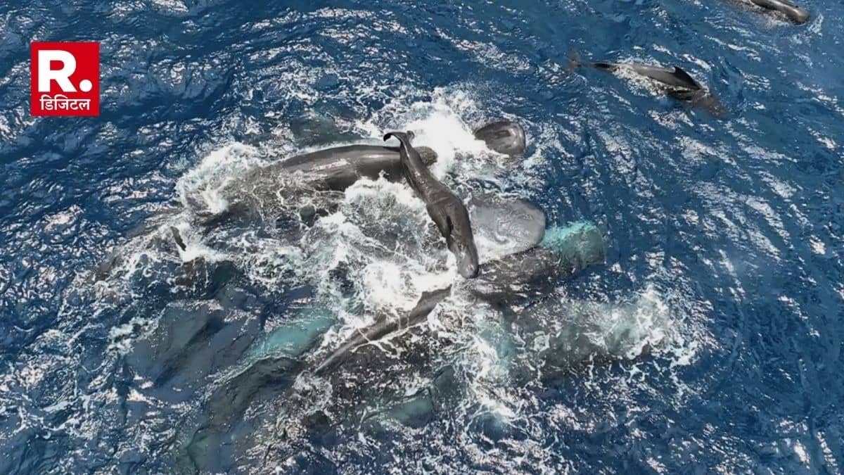 स्पर्म व्हेल के जन्म का दुर्लभ वीडियो, 11 व्हेलों ने प्रसव के दौरान की मां की मदद, वीडियो देख वैज्ञानिक हैरान