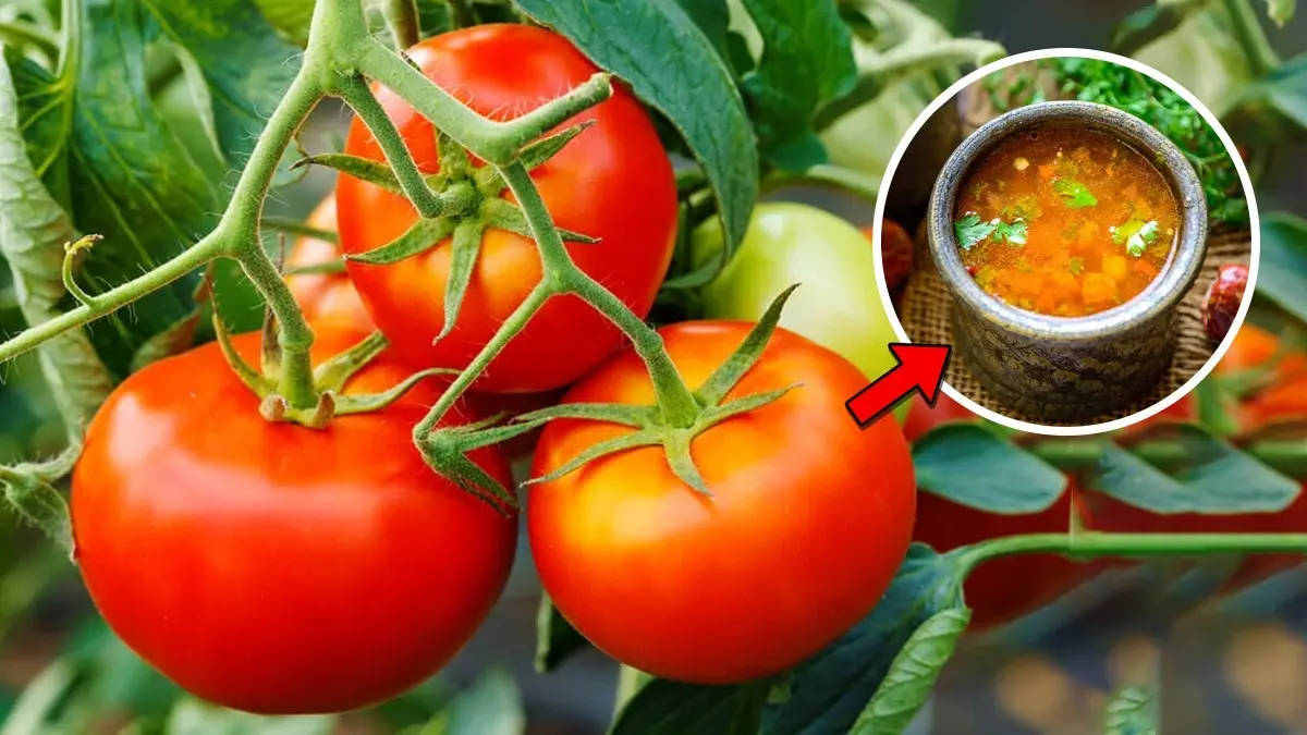 This Tomato Based Dish Serves As Immunity Booster In Changing Weather Tomatoes are rich in vitamin C, which boosts the body's immunity
