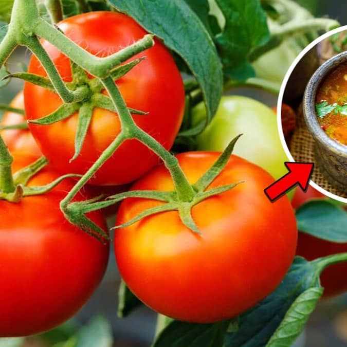 Tomatoes are rich in vitamin C, which boosts the body's immunity 