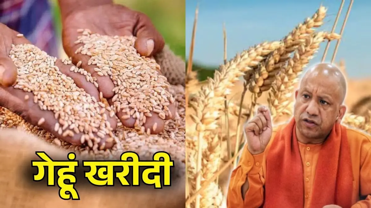 UP Wheat MSP Hike: किसानों को योगी सरकार का बड़ा तोहफा, गेहूं के MSP में भारी बढ़ोतरी; जानें नई दर UP Gehu Kharidi MSP Hike