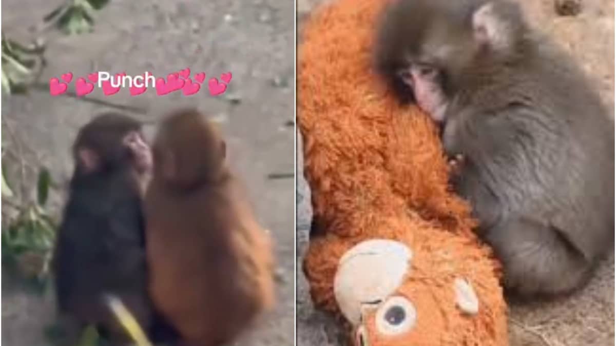 Viral Baby Monkey Punch Has A Girlfriend? Adorable Kisses Caught On Camera  | Republic World