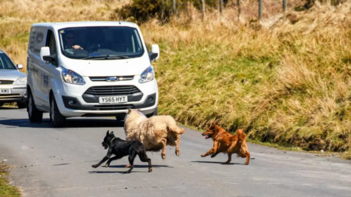 DYK Why Stray Dogs Chase After Cars? Why do dogs chase cars?