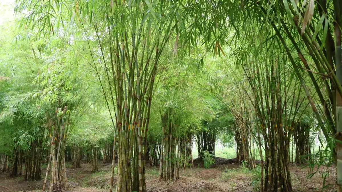 Why Scalable, Inclusive Value Chains Are Key to Transforming Indian Agriculture Why Scalable, Inclusive Value Chains Are Key to Transforming Indian Agriculture