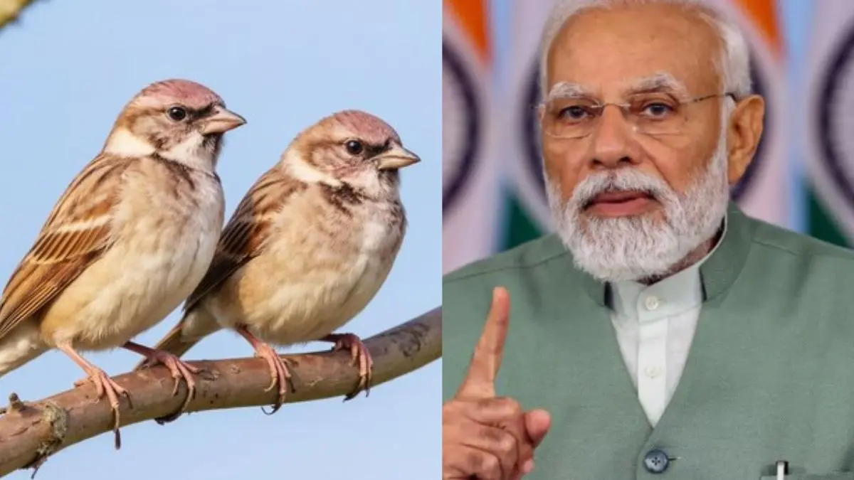 World Sparrow Day 2026: विलुप्त हो रही नन्ही गौरैया... PM मोदी ने साझा की इसकी खासियत और संरक्षण के तरीके, VIDEO World Sparrow Day 2026