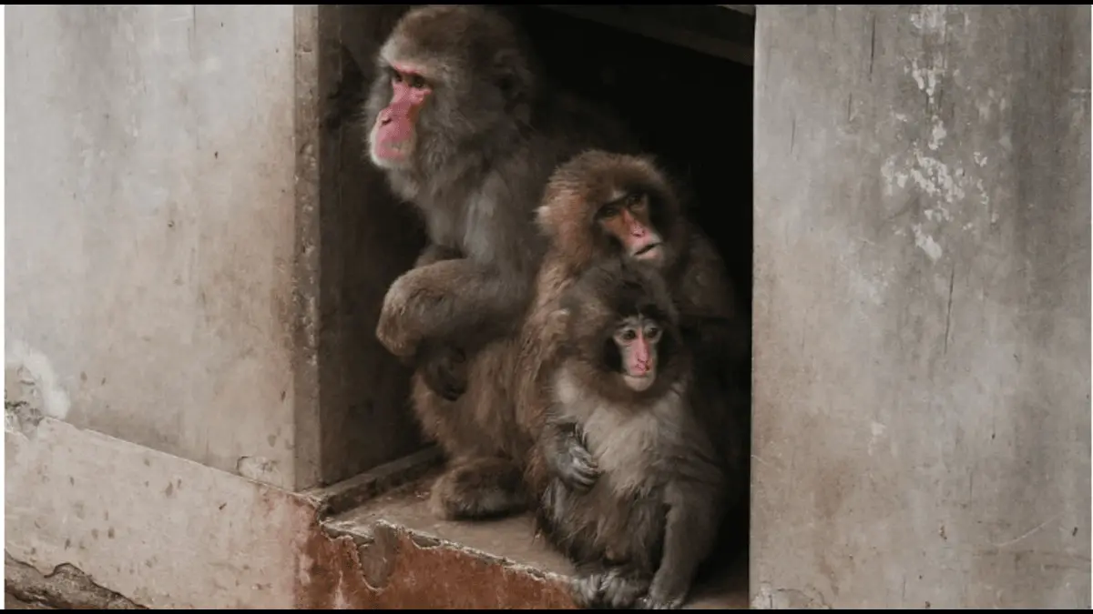 'He Is Adorable': Punch The Orphan Macaque Is Finally Outgrowing His Plushie and Making Real Friends X