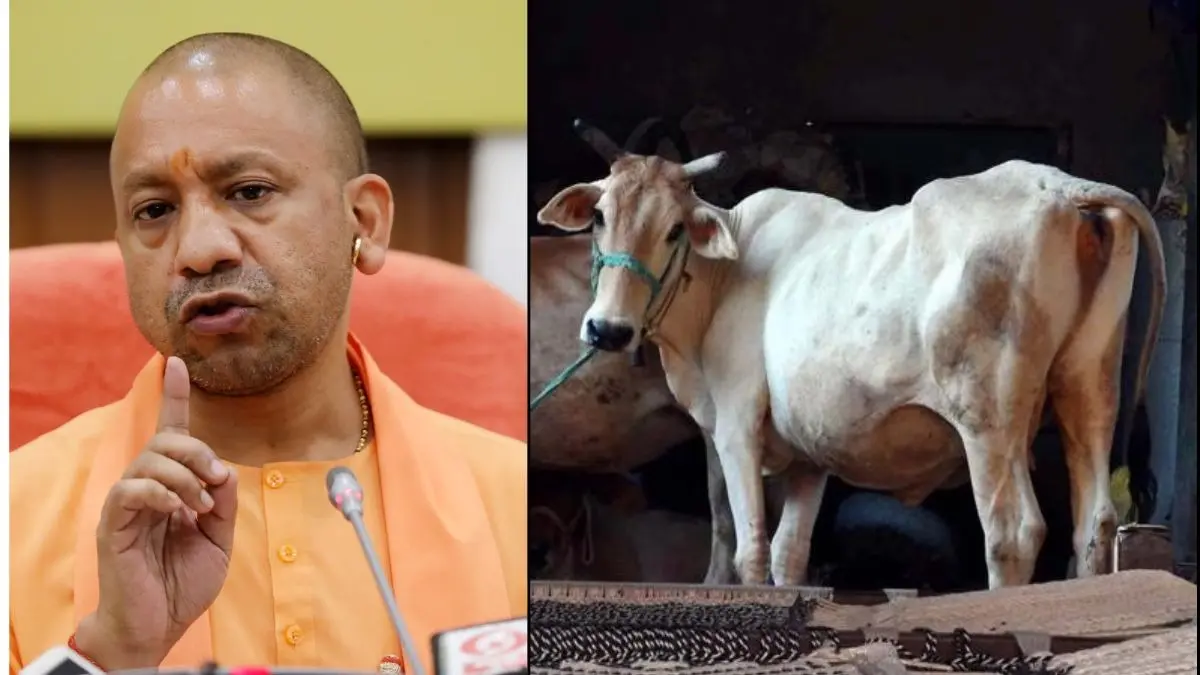 UP: यूपी में गौ तस्करों की आई शामत, योगी सरकार का ताबड़तोड़ एक्शन, 35 हजार आरोपी सलाखों के पीछे; 83 करोड़ से ज्यादा की संपत्ति जब्त योगी सरकार का गोकशी पर सख्त एक्शन
