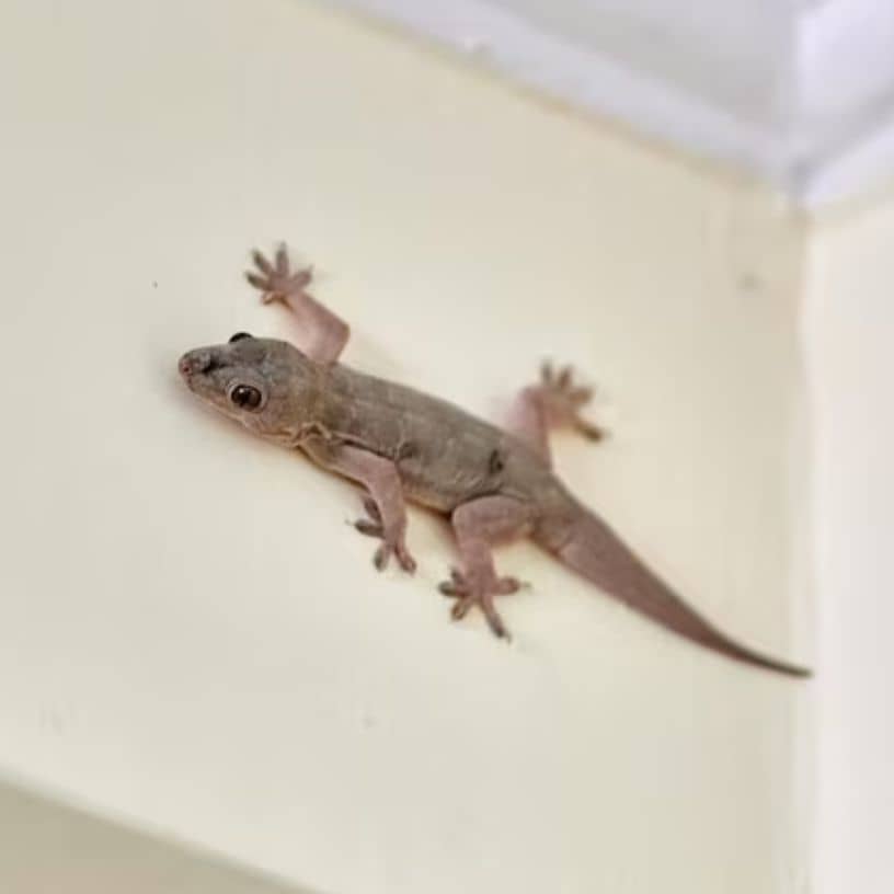 तस्वीर का विवरण