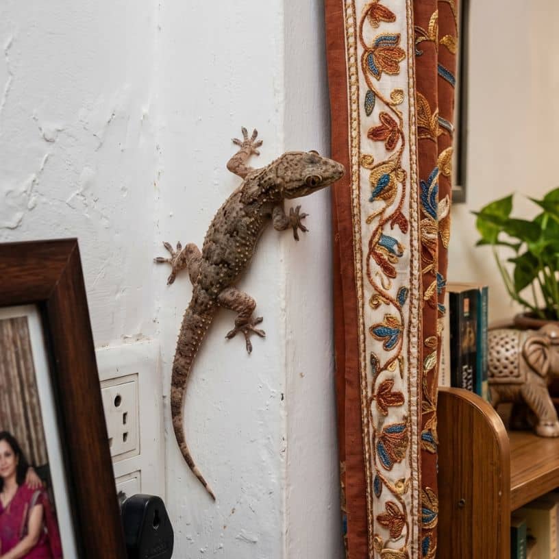 तस्वीर का विवरण