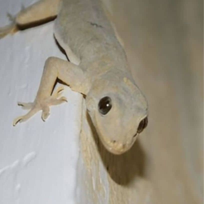 तस्वीर का विवरण