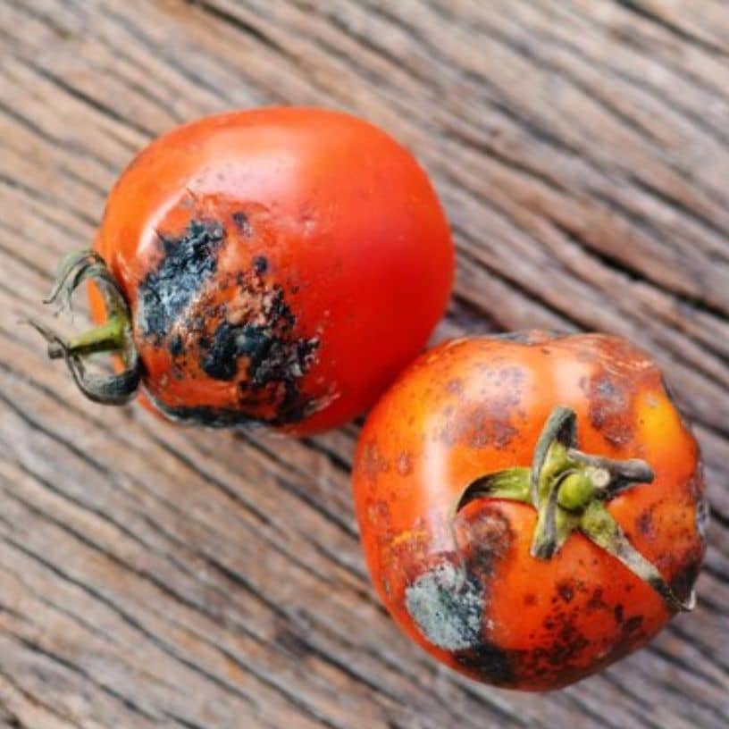 तस्वीर का विवरण