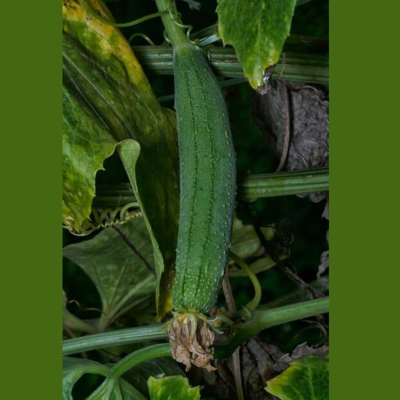 तस्वीर का विवरण