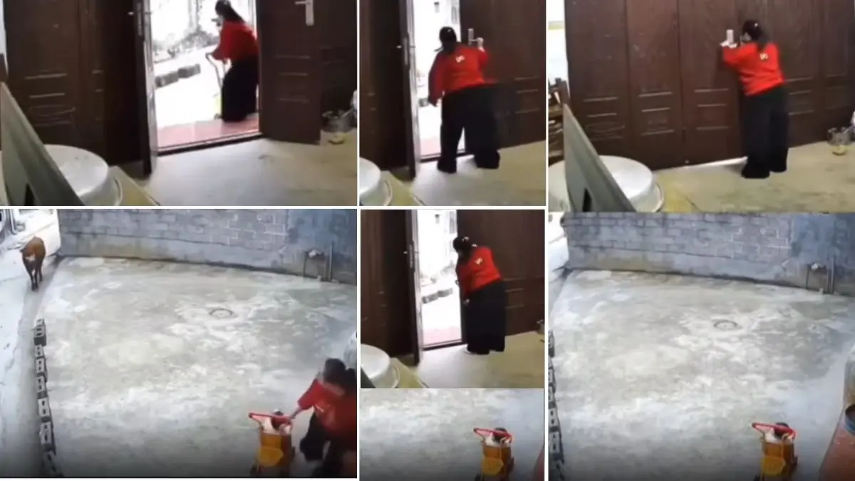 VIRAL VIDEO: बच्चे को वॉकर पर बिठाकर पुचकार रही थी मां... तभी आया सांड; डर से महिला ने खो दिया होश, छोड़कर लगा लिया दरवाज और फिर... आवारा सांड को आते देख मां बच्चे को छोड़कर भागी