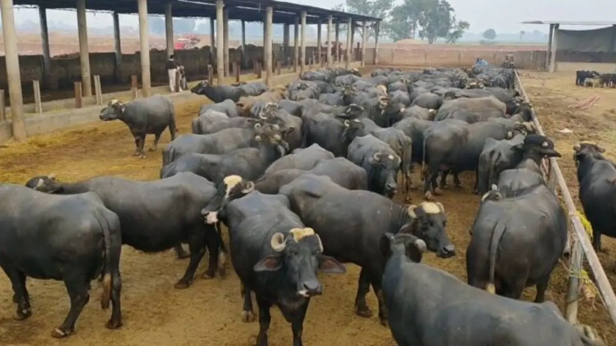 After Fuel Price Hike, Pakistan Introduces ‘Gobar Tax’ In Punjab After Fuel Price Hike, Pakistan Introduces ‘Gobar Tax’ In Punjab