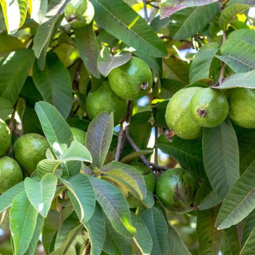 तस्वीर का विवरण