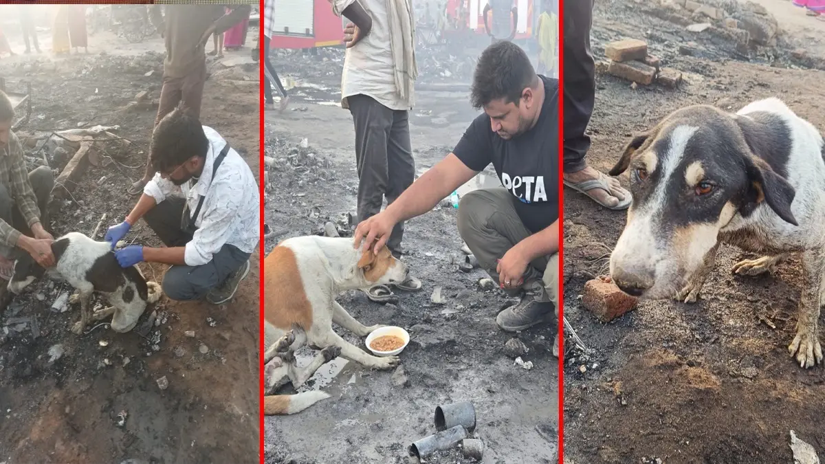 Humanity Restored: Over 40 Animals Rescued in Massive Ghaziabad Fire Animals rescued during Ghaziabad fire PETA India dogs cats emergency rescue