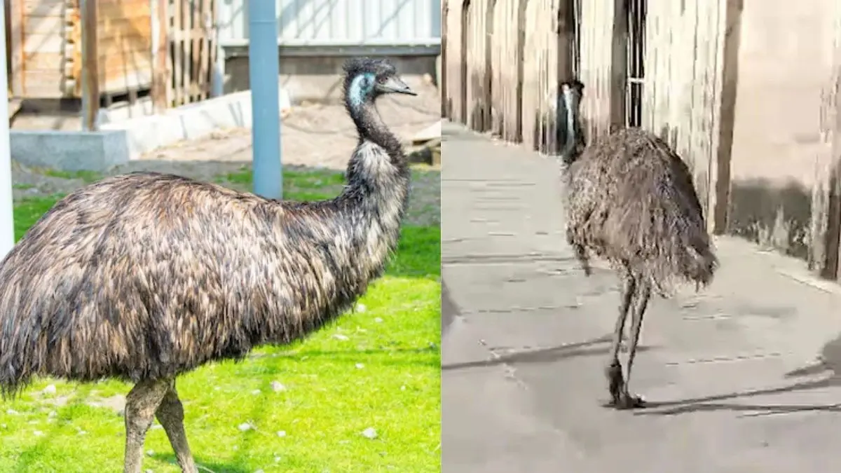 भटक गया, किसी ने पाला या फिर कुछ और...बहू बेगम मकबरा परिसर में दिखा ऑस्ट्रेलियाई पक्षी; उड़ नहीं सकता फिर कैसे पहुंचा रामनगरी अयोध्या? Australian bird spotted in ayodhya