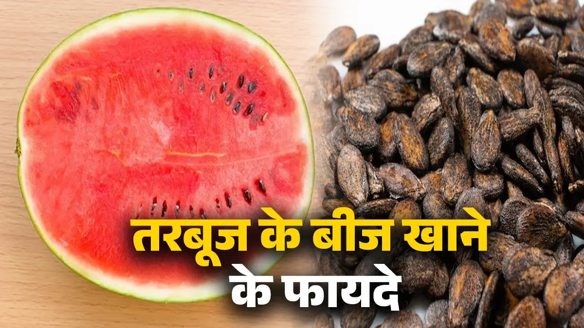 Watermelon Seeds Benefits: तरबूज खाने के बाद फेंक देते हैं बीज? कई सौ रुपये किलो बिकते हैं ये सीड्स, जानें फायदे और सेवन का सही तरीका benefits of eating watermelon seeds know right time to eat and correct way healthy diet tips tarbooj ke beej khane ke fayde