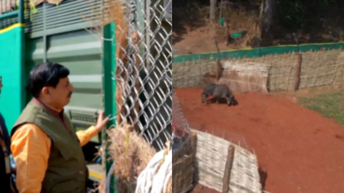 Madhya Pradesh CM Mohan Yadav Releases Wild Buffalo In Kanha National Park | Watch Madhya Pradesh CM Mohan Yadav Releases Wild Buffalo In Kanha National Park | Watch