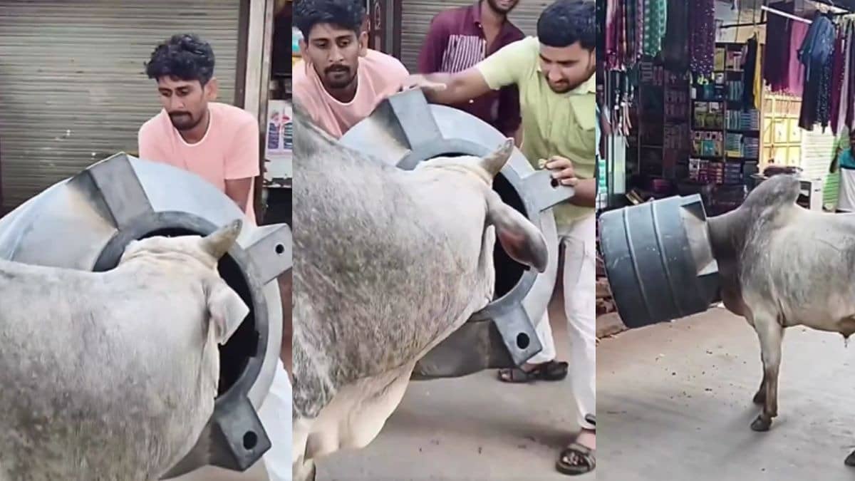 bull head stuck water tank viral vide 