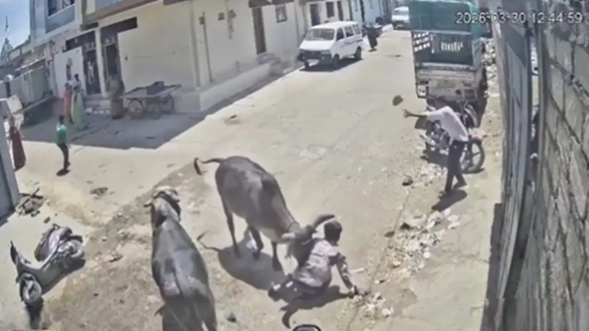 CCTV Footage Captures Rajkot Man Brutally Attacked And Trampled By Aggressive Stray Cattle, Leaving Him Fighting For Life | VIDEO CCTV Footage Captures Rajkot Man Brutally Attacked And Trampled By Aggressive Stray Cattle, Leaving Him Fighting For Life | VIDEO