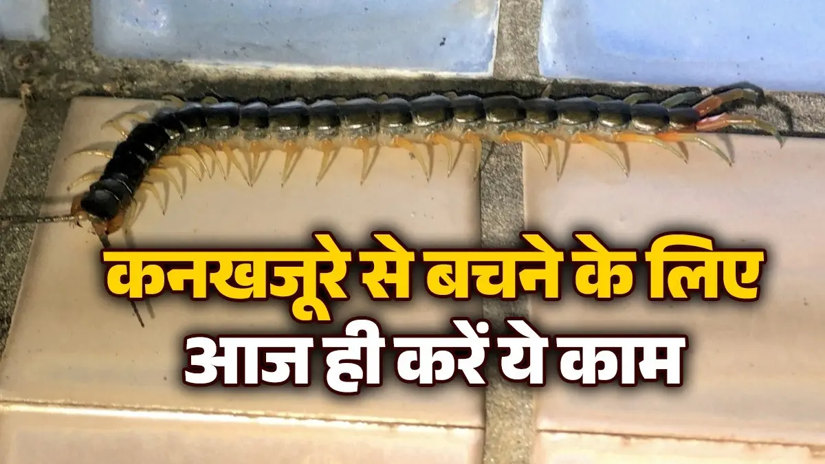Centipede Removal Tips: किचन-बाथरूम में बढ़ गया है कनखजूरे का आतंक? घर से भगाने के लिए अपनाएं ये ट्रिक्स Centipede Removal Tips