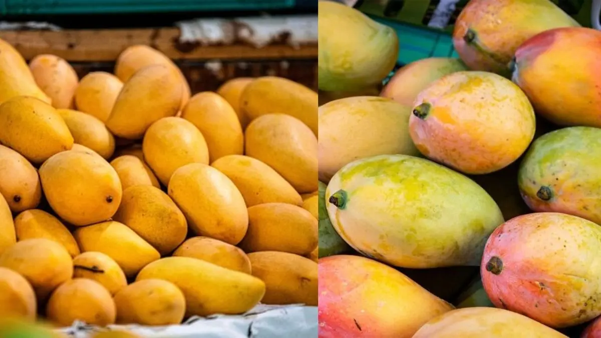Chemical Mango identify: बाजार से आम खरीदने से पहले हो जाएं सावधान,असली और केमिकल वाले आम की पहचान करने के ये आसान तरीके आजमाएं Chemical Mango identify