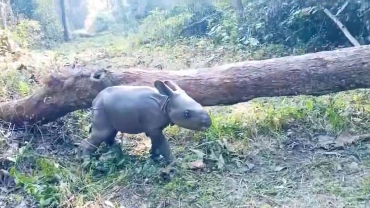 ‘Cho Cute!’: 1-Day-Old Rhino Calf’s Rare Video Melts Internet, But There’s a Wild Twist
