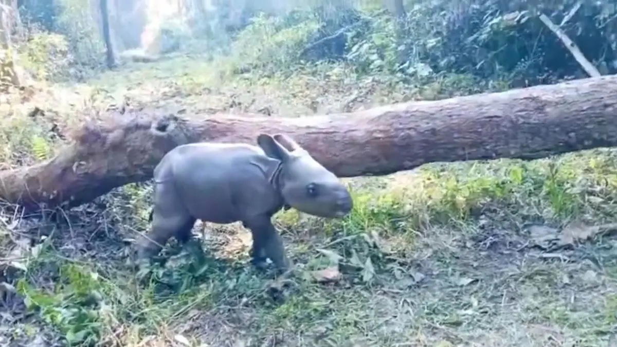 ‘Cho Cute!’: 1-Day-Old Rhino Calf’s Rare Video Melts Internet, But There’s A Wild Twist ‘Cho Cute!’: 1-Day-Old Rhino Calf’s Rare Video Melts Internet, But There’s a Wild Twist
