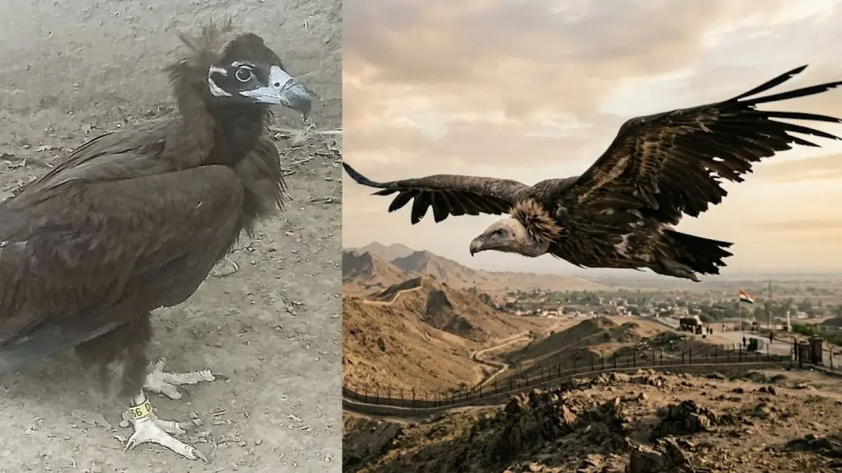 MP से उड़कर पाकिस्तान पहुंचा घायल गिद्ध, सरहद पार मिली नई जिंदगी; वायरल हुई रेस्क्यू की तस्वीरें Cinereous Vulture Rescue Pakistan