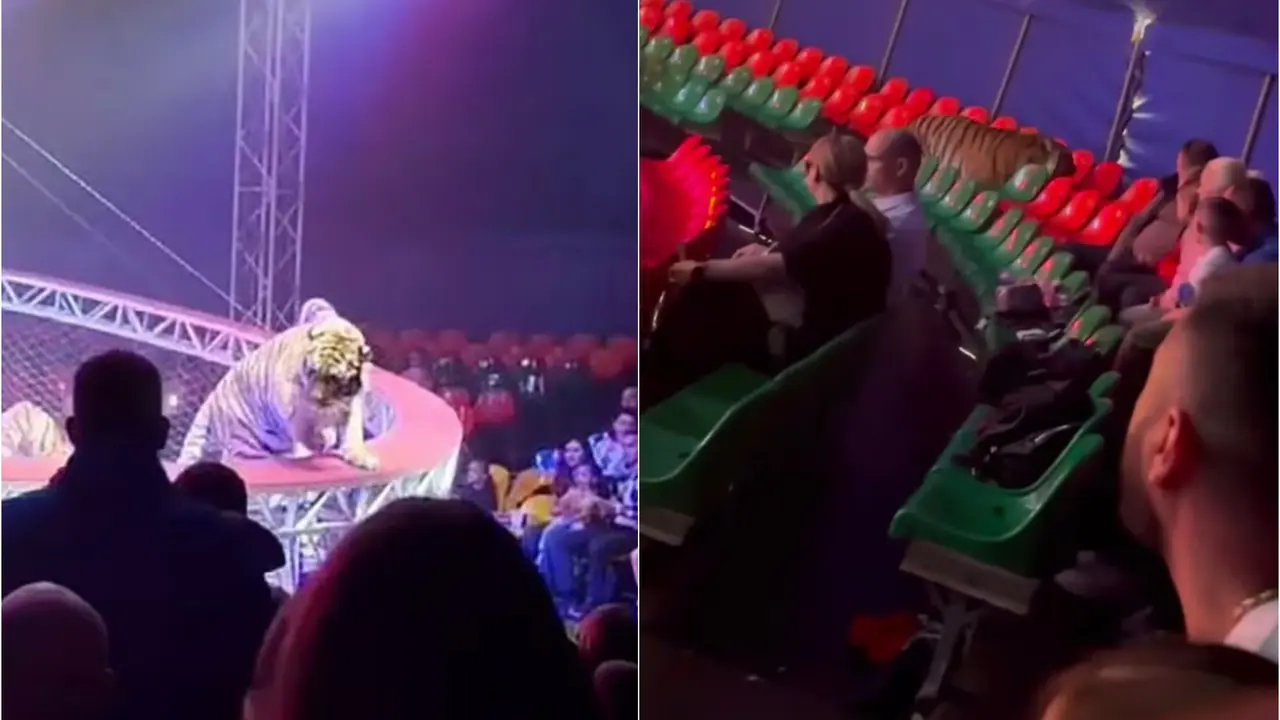 Circus Horror: Tiger Leaps Out Of Arena, Roams Loose Amid Shrieking Crowd | VIDEO Circus Horror: Tiger Leaps Out Of Arena, Roams Loose Amid Shrieking Crowd | VIDEO
