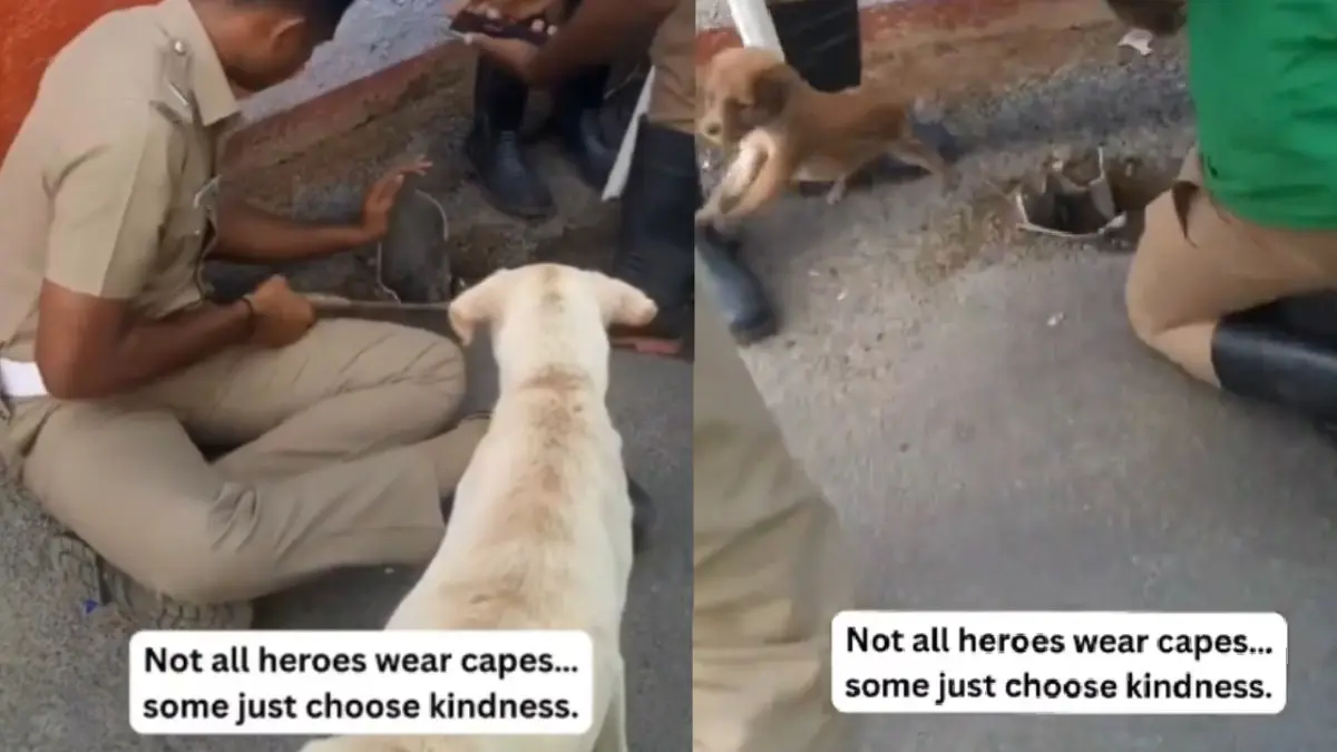 इंसानियत अभी जिंदा है… खुले पाइप में गिरा पिल्ला, पास खड़ी देखती रही मां, पुलिसकर्मी ने जैसे-तैसे निकाला बाहर, VIDEO VIRAL Cop rescues a puppy