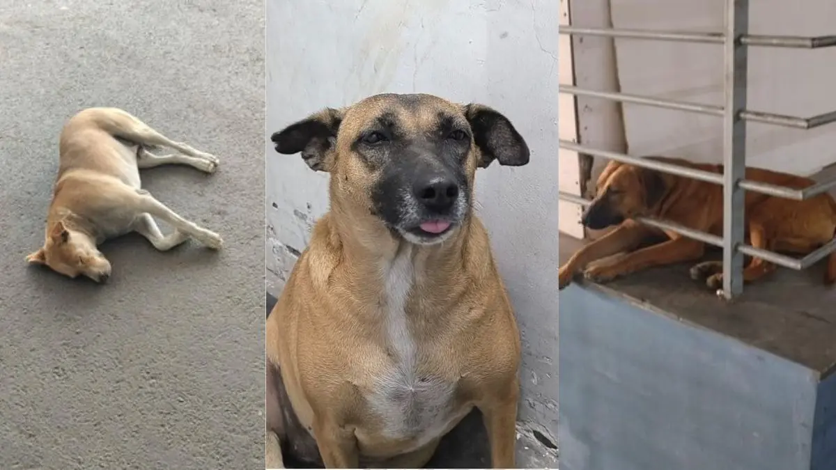 Delhi: 'ढोलू-कद्दू कहां गायब हुए', 2 कुत्तों को लेकर सोशल मीडिया पर क्यों छिड़ा संग्राम? विवाद बढ़ने पर एयरपोर्ट प्रशासन को देनी पड़ी सफाई Delhi Airport Missing Stray Dogs