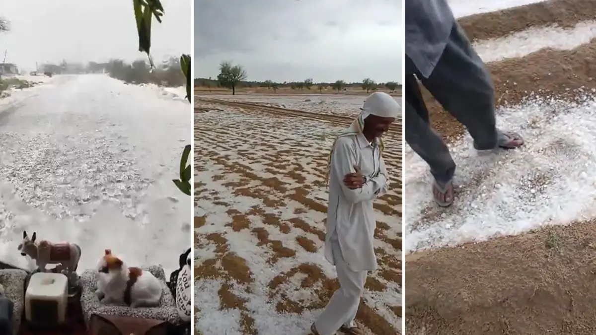 Desert Turns Snow-White: Rare Hailstorm Blankets Parts Of Rajasthan's Bikaner | WATCH Desert Turns Snow-White: Rare Hailstorm Blankets Parts Of Rajasthan's Bikaner | WATCH
