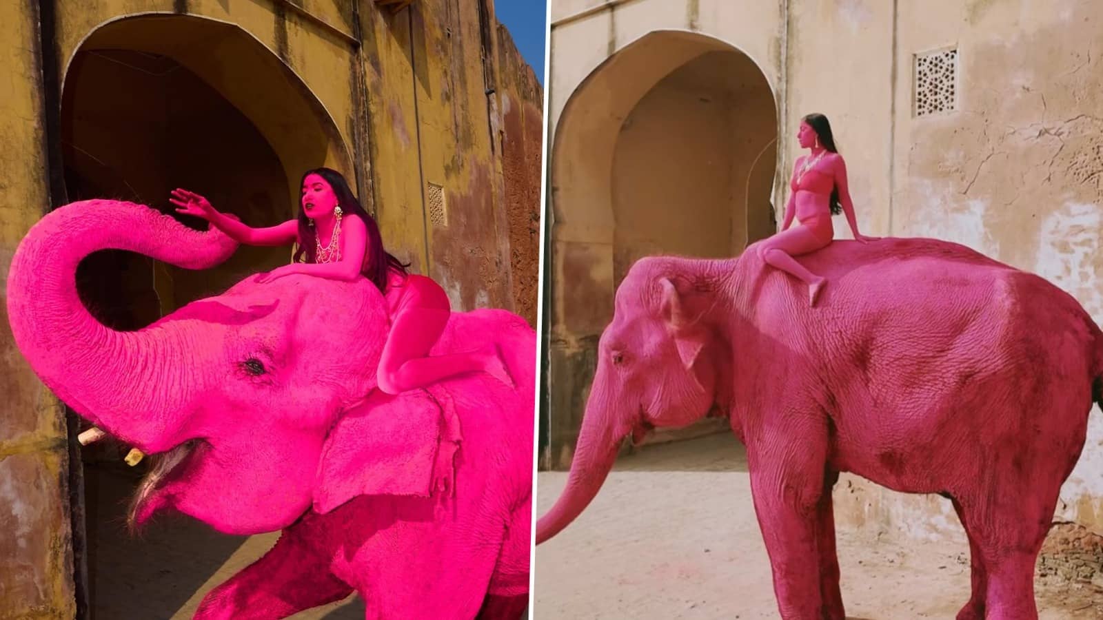 Did the Viral ‘Pink’ Elephant in Jaipur Die Because of the Photoshoot?