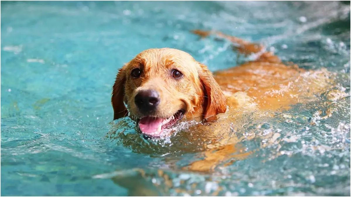 How To Keep Cats And Dogs Cool During Summers? Due to their thick fur, animals feel hot during summers