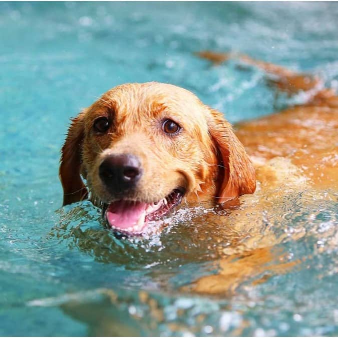 Due to their thick fur, animals feel hot during summers